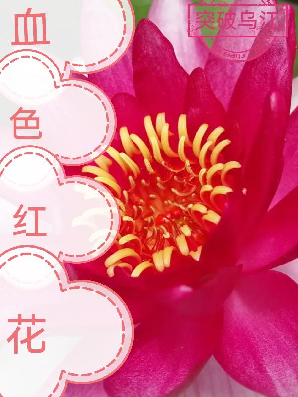 血色红花